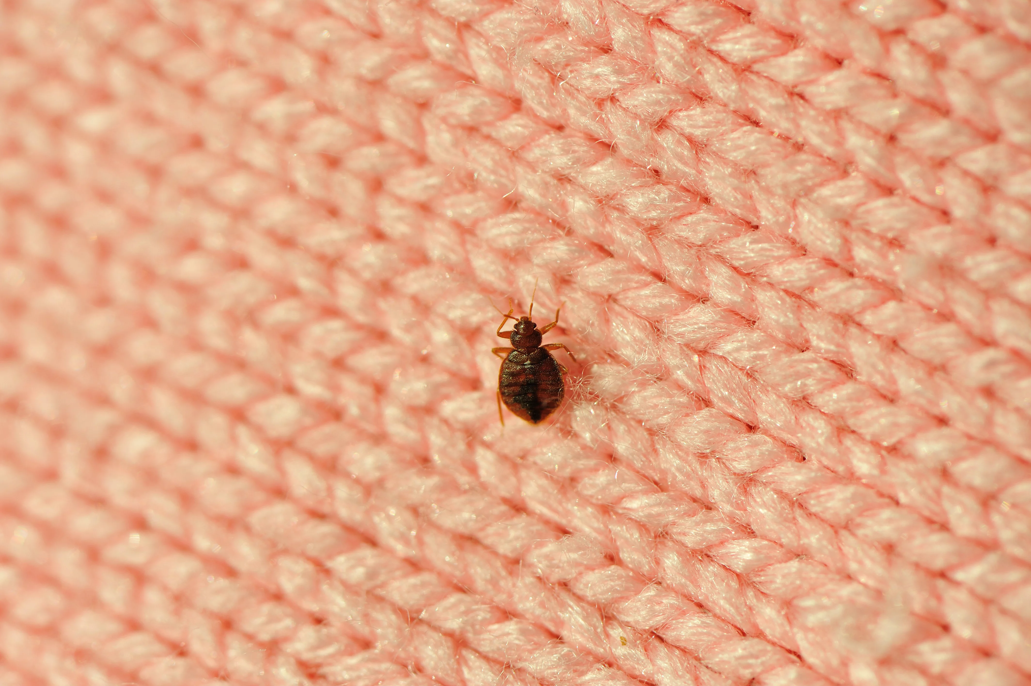 How To Detect And Prevent A Bed Bug Infestation D