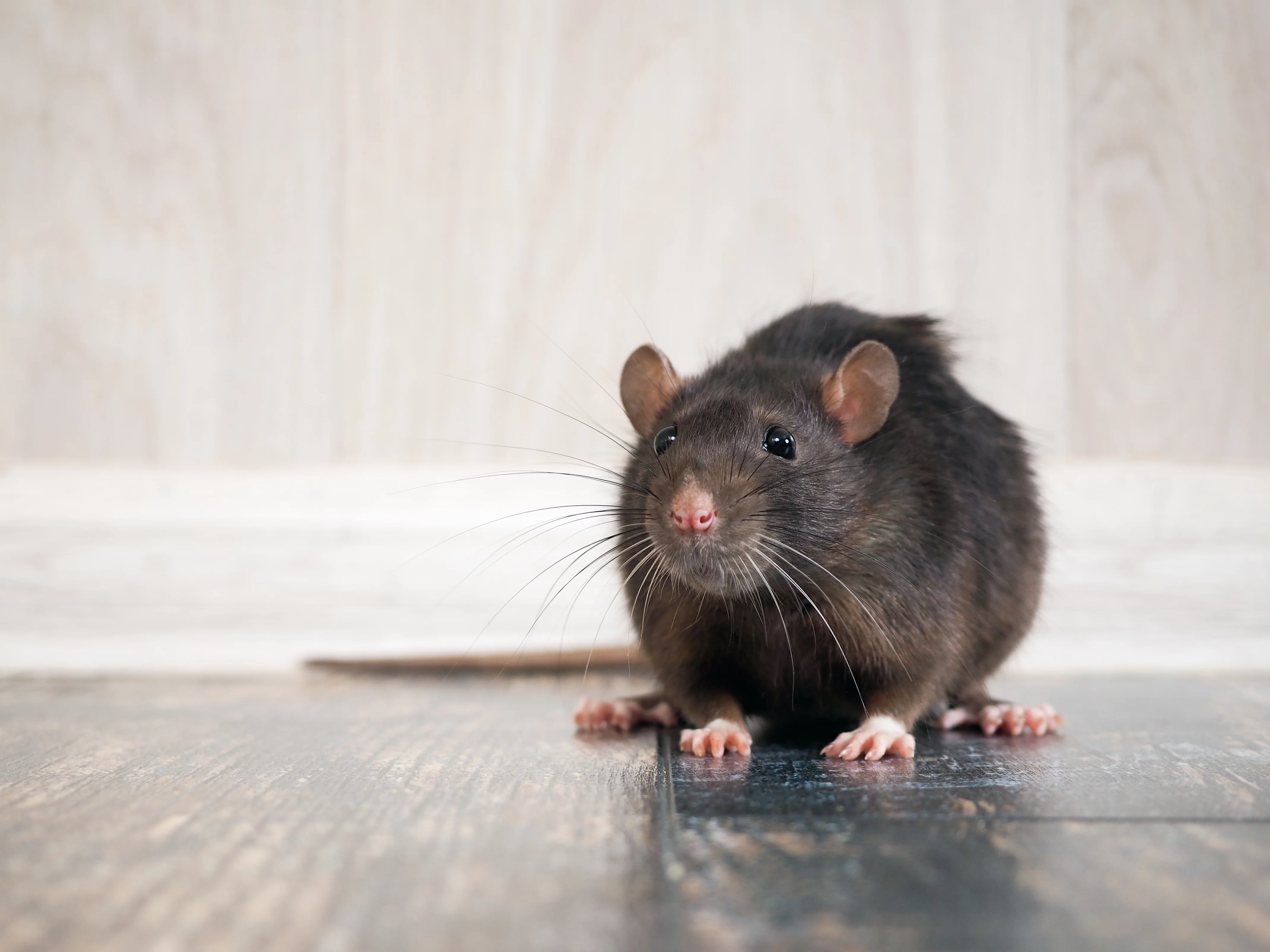 How to Keep Rats & Mice Away from Your Home This Autumn