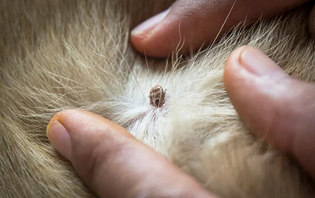 tick found on a dog
