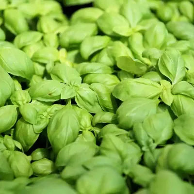 basil