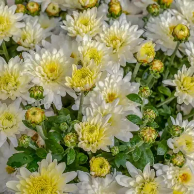 chrysanthemums