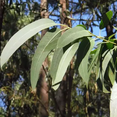 eucalyptus