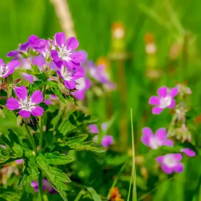 geranium