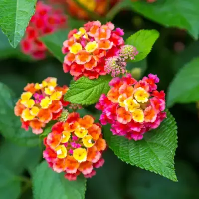 lantana