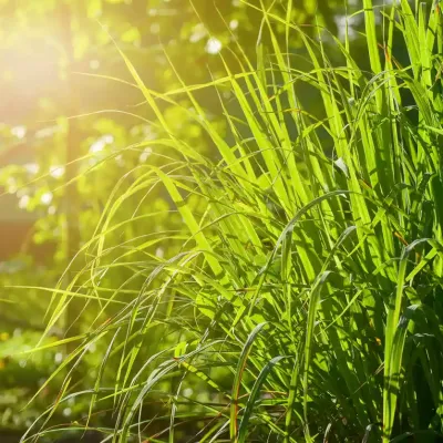 lemon-grass