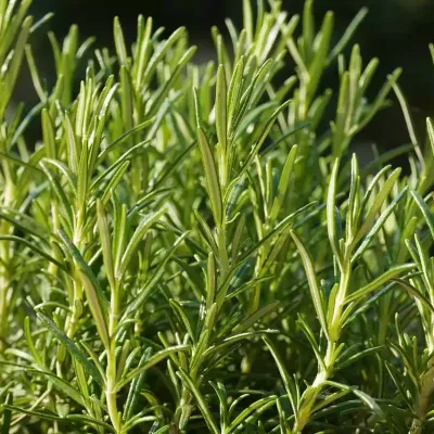 rosemary