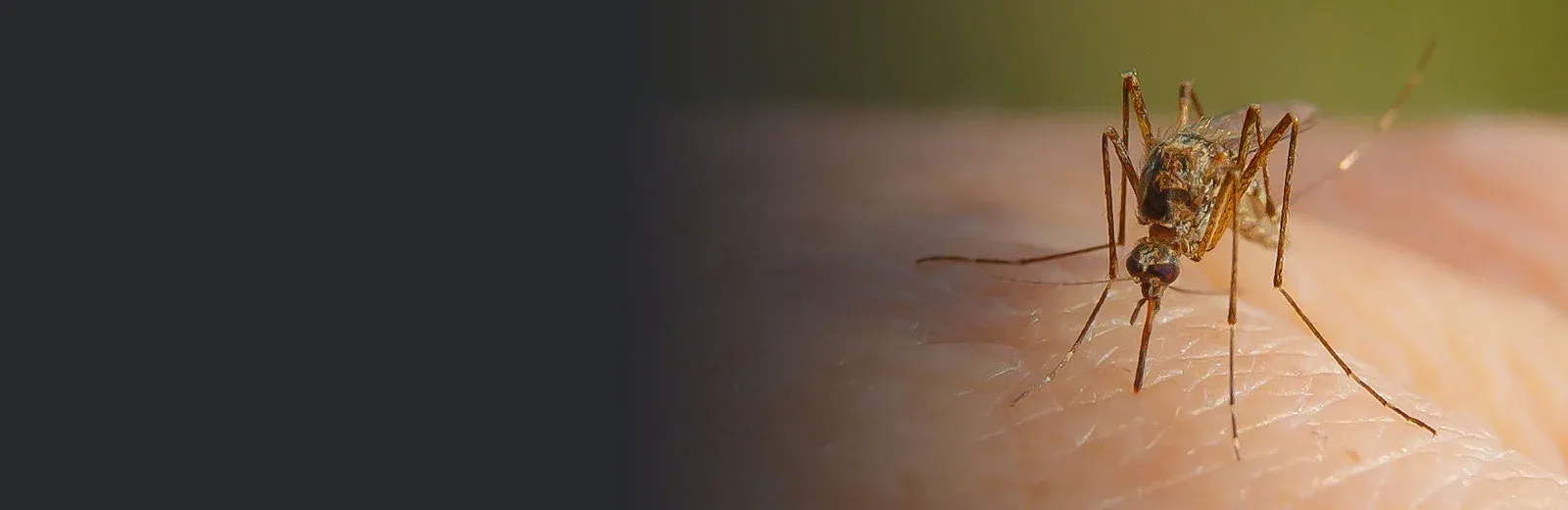 Mosquito Control DBug Pest Control