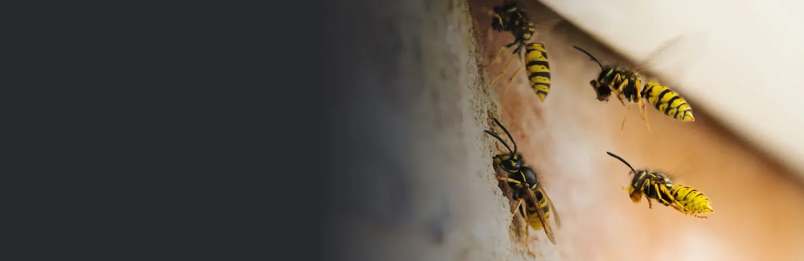 Stinging Insect Control in Western PA Local Exterminators DBug