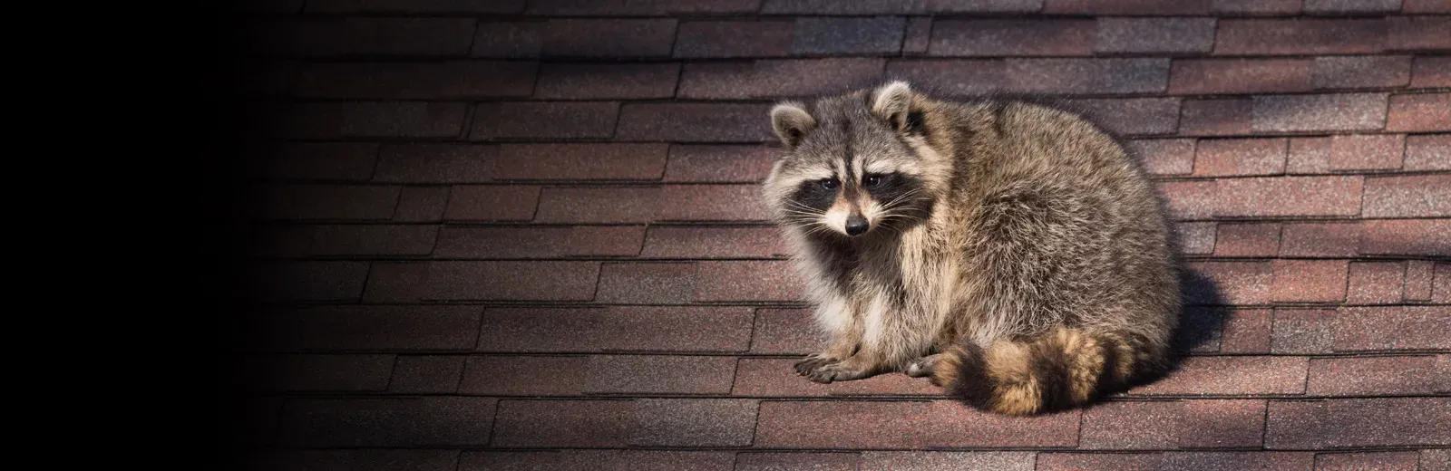 raccoon sitting on a roof of a house