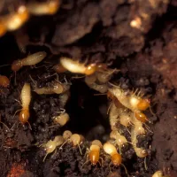 termite colony