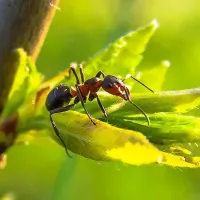 ant on a leaf