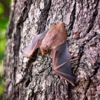 bat-hanging-on-tree.jpg 