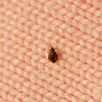 bed bug on a blanket 