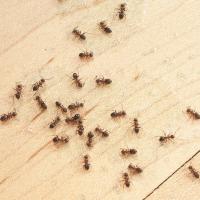 ants on a kitchen floor