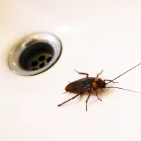 picture of cockroach next to sink