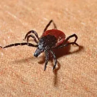 tick on piece of fabric 