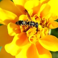 yellow jacket on flower