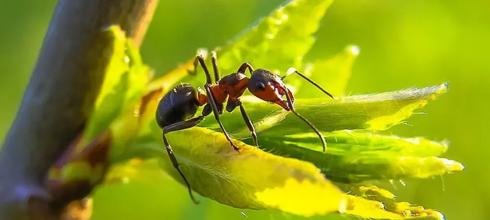 ant on a leaf