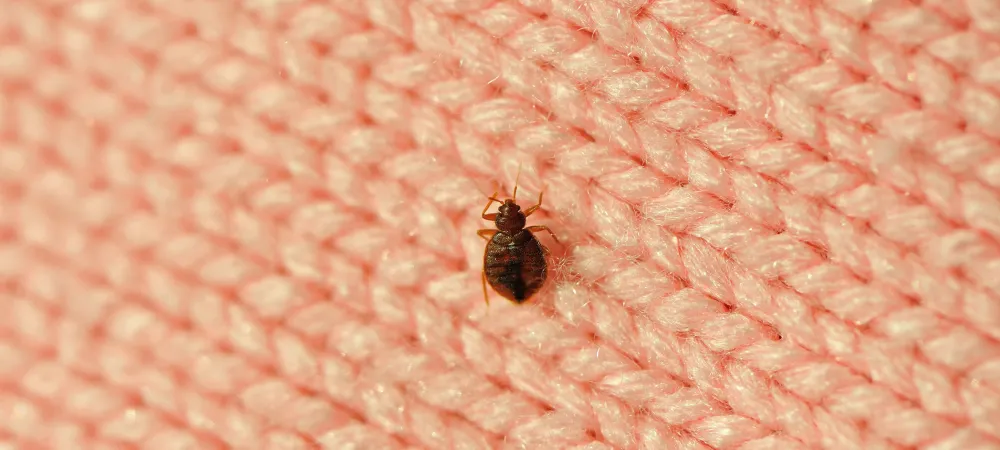 bed bug on a blanket 