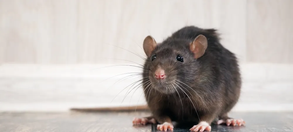 Get Rid of Mice in Your Attic and Keep them Out