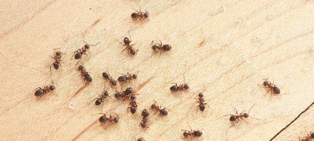 ants on a kitchen floor