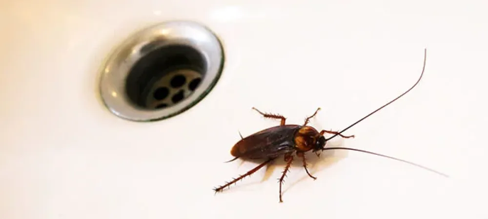 picture of cockroach next to sink