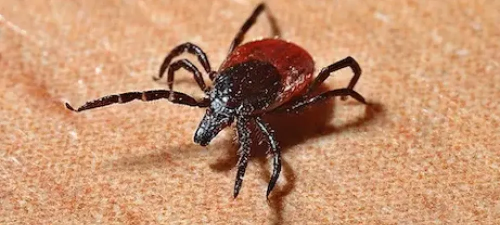 tick on piece of fabric