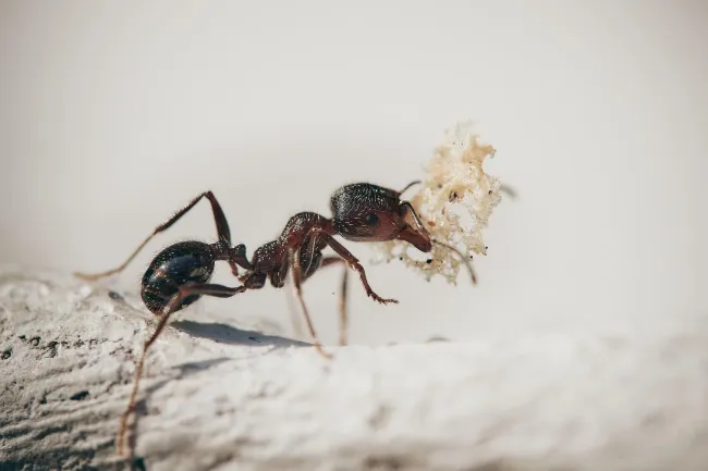ant on piece of wood holding food