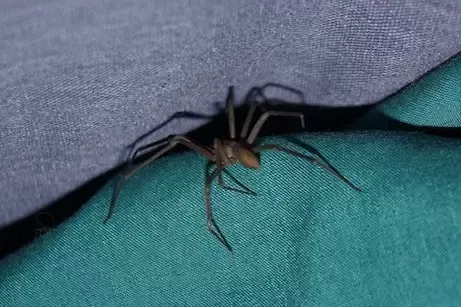 brown recluse spider on a piece of blue furniture 