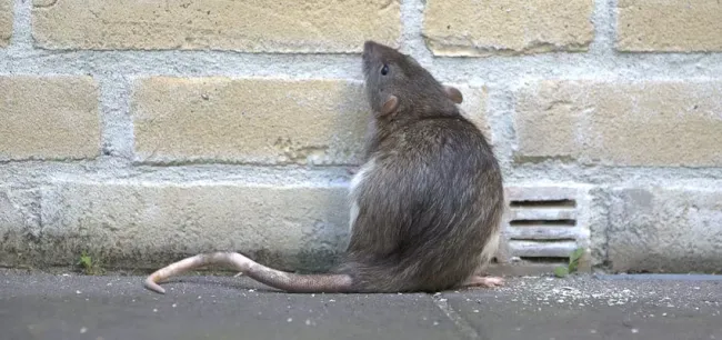 service image rat