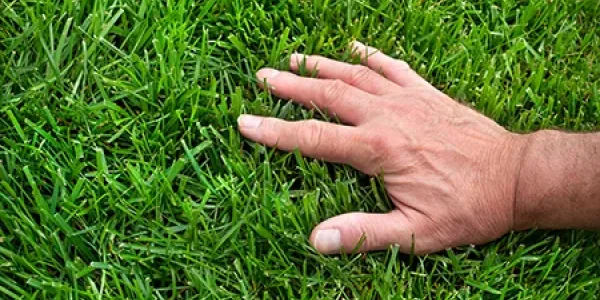 touching healthy green grass