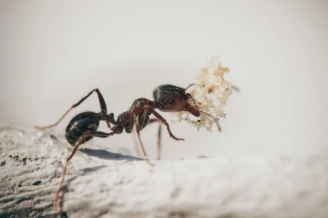 ant
