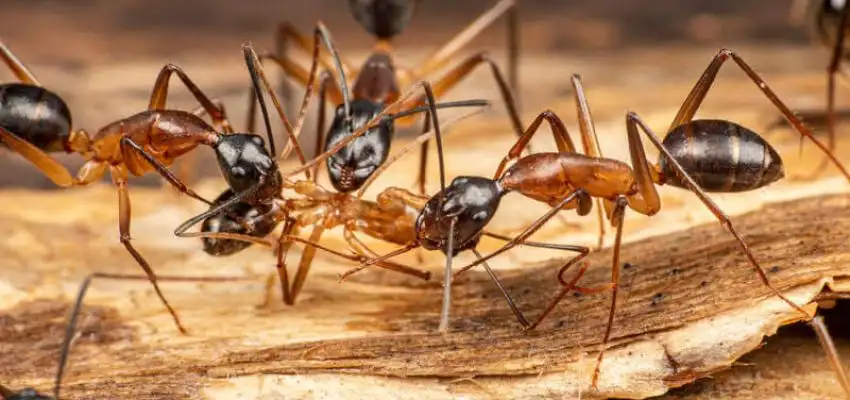 carpenter ants