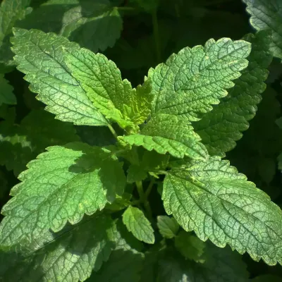 Lemon Balm