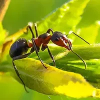 ant