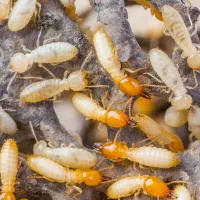 A termite swarm in Ohio