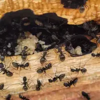 carpenter ants causing structural damage to a home