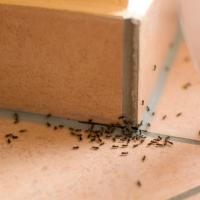 an infestation of ants