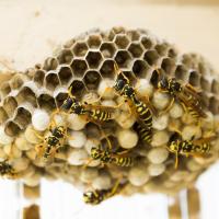 Wasp nest with capped brood