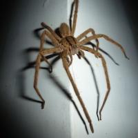A wolf spider on a white wall