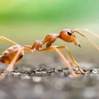 fire ant