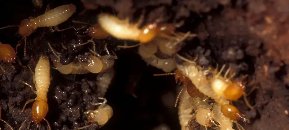 subterranean termites