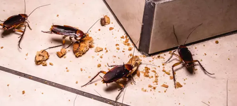 cockroaches eating crumbs of food