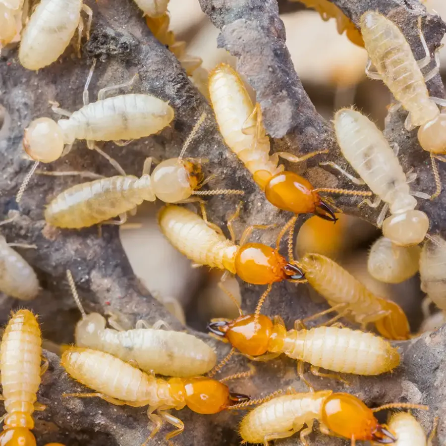 A termite swarm in Ohio