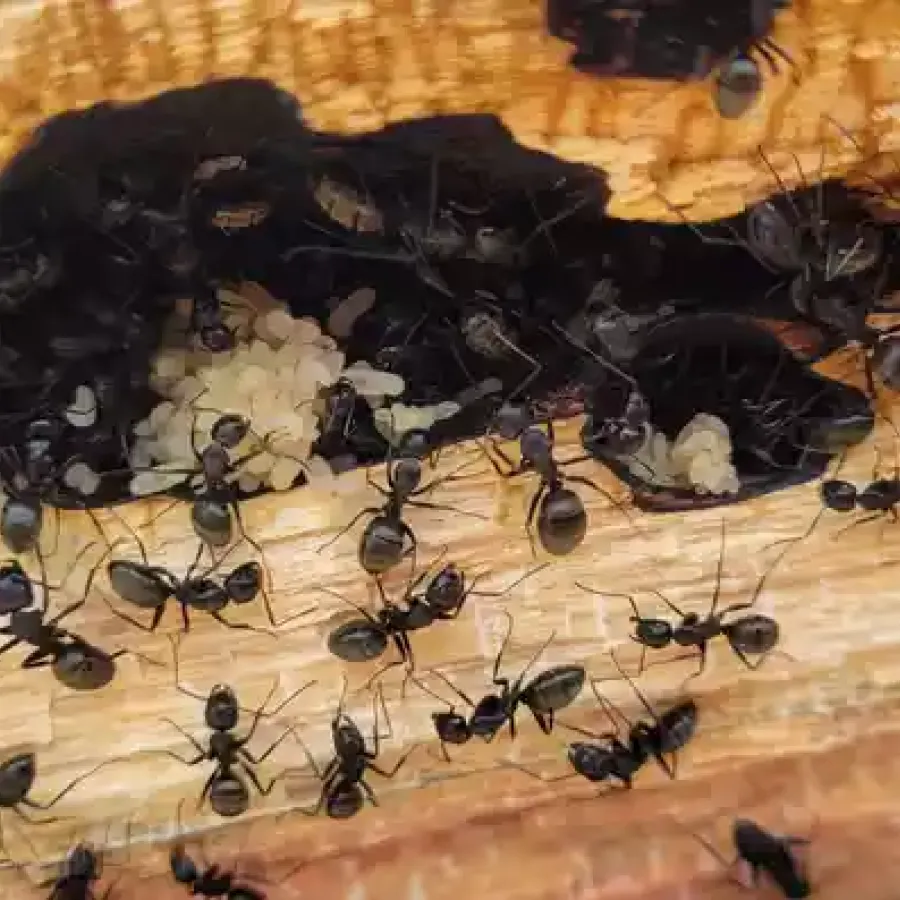 carpenter ants causing structural damage to a home