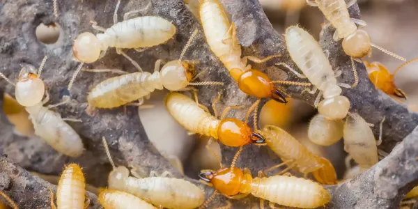 A termite swarm in Ohio