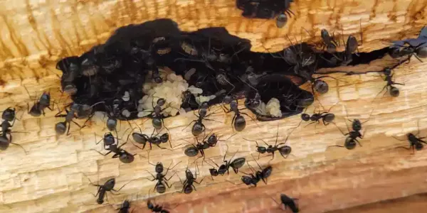carpenter ants causing structural damage to a home