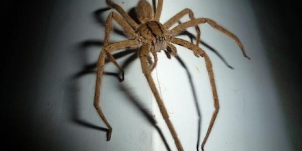 A wolf spider on a white wall