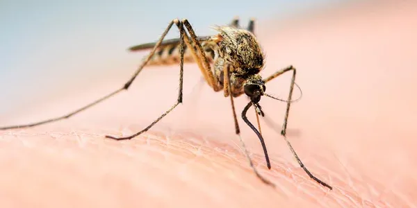 mosquito on someones arm