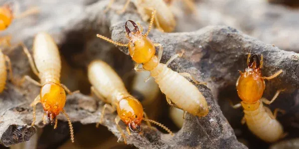 termites on wood